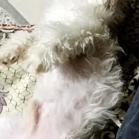 سگ خانگی|سگ|گله دار, |دیوار