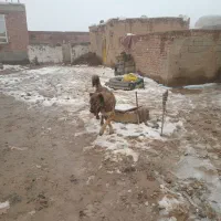 سگ فروشی|سگ|بناب, |دیوار