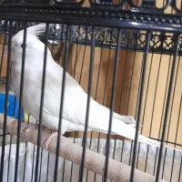 عروس نر و ماده جفت مولد|پرنده|کرج, کلاک بالا|دیوار