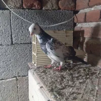 کبوتر هواگیر بازی دار