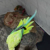 پرنده طوطی ملنگو|پرنده|شیراز, کرونی(خاتونک)|دیوار