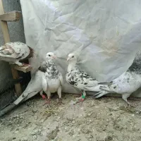 سار|پرنده|تربت‌حیدریه, پائین ولایت|دیوار