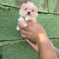 حیوانات خانگی|سگ|صدرا-فارس, فاز ۱|دیوار