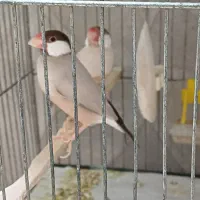 فنچ نرگسی شکلاتی