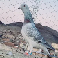 کفتر رنگی نابلد|پرنده|زاهدان, |دیوار