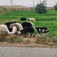 فروش چند راس گوسفند با بره|حیوانات مزرعه|اهواز, شهرک اندیشه|دیوار