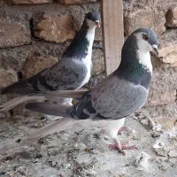 دمگیر|پرنده|اصفهان, بهرام‌آباد|دیوار