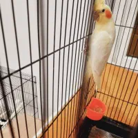 عروس هلندی|پرنده|ری, فیروزآبادی|دیوار