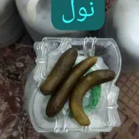 خیارشوردرجه ۱