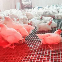 مرغ گوشتی|حیوانات مزرعه|بافت, |دیوار