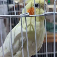 یک جفت عروس هلندی به همراه کلیه وسایل|پرنده|ابهر, |دیوار