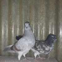 کبوترفروشی|پرنده|تهران, افسریه شمالی|دیوار