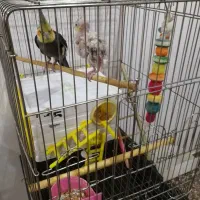 عروس هلندی|پرنده|بانه, |دیوار