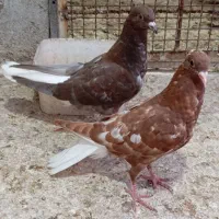 کبوتر دم سفید و کربلایی|پرنده|گنبد کاووس, |دیوار