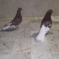 کفتر دم سفید و سینه