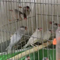 نرگسی شکلاتی|پرنده|باوی, |دیوار