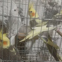 جوجه عروس هلندی ابلغ و ایزابلا|پرنده|چابکسر, |دیوار