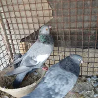 سرک سبز وسرک سوسنی