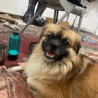 واگذاری نژاد اصیل اسپانیل تبتی/بدون کوچکترین صدا