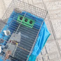 سهره نر|پرنده|هرسین, |دیوار