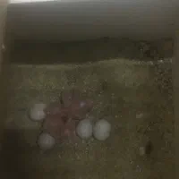 جفت نرگسی شکلاتی|پرنده|تهران, شیخ هادی|دیوار