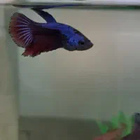 ۵ عدد فایتر جوان|ماهی|ارومیه, |دیوار