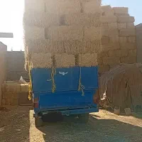 سرکلش گندم و جو