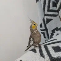 عروس هلندی 3ماهه