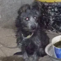 سگ پشمالو|سگ|هامون, |دیوار