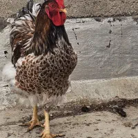 خروس ویاندوت اورنج|حیوانات مزرعه|آبادان, |دیوار