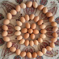 جوجه محلی کرچ شو