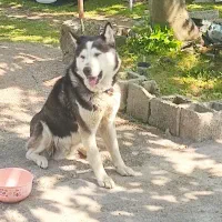 هاسکی  اصیل