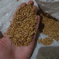 چلکوت لنجونی