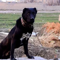 سگ افغان خوشتیپ به شرط همه چی|سگ|مشهد, همت آباد|دیوار