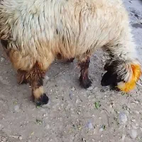 بز میش