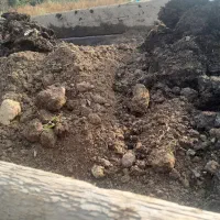 کودحیوانی پوسیده وخاک باغچه|حراج|املش, |دیوار