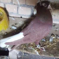 جفت دم پاک عقیلی|پرنده|شوشتر, |دیوار