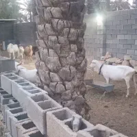 بز سانن و آلپاین