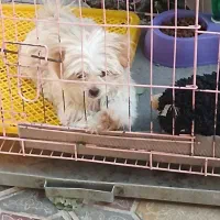 سگ نر باهوش 5 ماهه|سگ|مرند, |دیوار