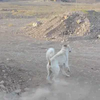 واگذاری سگه گله و نگهبان