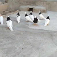 طوقی کبوتر|پرنده|قزوین, |دیوار