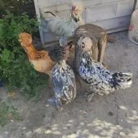 مرغ و خروس سلطان