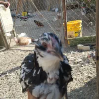 نیمچه مرغ گلین زیر مرغی|حیوانات مزرعه|کرج, شهرک جهان‌نما|دیوار