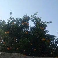 پرتغال و نارنج|خوردنی و آشامیدنی|دابودشت, |دیوار