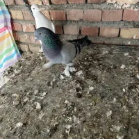 تعدادی ترکیه|پرنده|میاندوآب, |دیوار