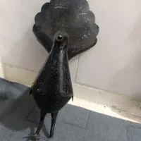 پرنده علامت