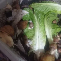 حلزون فروشی|لوازم جانبی حیوانات|بم, |دیوار