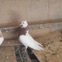 باسلام جفت جوجه طوقی جوان|پرنده|اهواز, الهائی|دیوار