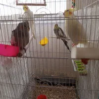 عروس هلندی سخن گو