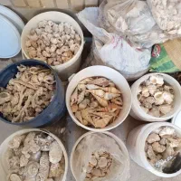 تزئیناتی دریایی